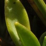 Werneria spathulata leaf picture by Fabien Anthelme (cc-by-sa)