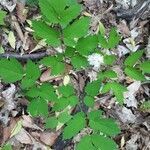 Actaea pachypoda habit picture by Louise Guenette (cc-by-sa)