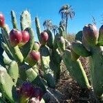 Opuntia elata leaf picture by Trap Hers (cc-by-sa)