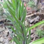 Linaria purpurea leaf picture by Rory O'Conor (cc-by-sa)