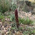 Orobanche minor leaf picture by Kefin (cc-by-sa)