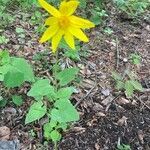 Arnica cordifolia flower picture by Kelly D (cc-by-sa)