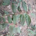 Euphorbia hypericifolia leaf picture by Pankaj Sharma (cc-by-sa)