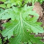 Brassica juncea leaf picture by pl hn (cc-by-sa)