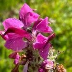 Pedicularis cenisia flower picture by Francois Mansour (cc-by-sa)