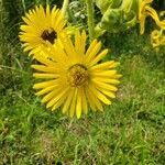 Silphium laciniatum flower picture by Railey (cc-by-sa)