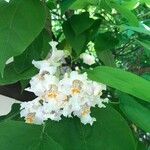 Catalpa speciosa flower picture by Cara Na Dagda (cc-by-sa)