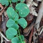 Drymaria cordata leaf picture by Donna Shaynak (cc-by-sa)