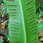 Asplenium scolopendrium fruit picture by Tomaž Jančar (cc-by-sa)