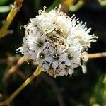 Gypsophila struthium flower picture by López Javier (cc-by-sa)