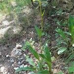 Jacobaea adonidifolia habit picture by Frederic Housset (cc-by-sa)