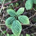 Rubus bertramii leaf picture by Marion Lourenço (cc-by-sa)