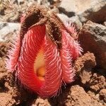 Hydnora abyssinica flower picture by susan brown (cc-by-sa)