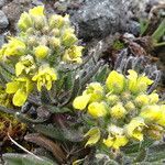 Draba pennell-hazenii habit picture by Fabien Anthelme (cc-by-sa)