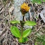 Gentiana punctata habit picture by Laurent (cc-by-sa)