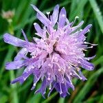 Knautia arvernensis flower picture by Denis Moulin (cc-by-sa)