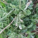 Lavandula multifida leaf picture by Cardo azul (cc-by-sa)