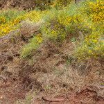 Genista sardoa habit picture by Martin Bishop (cc-by-sa)