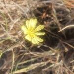 Launaea hafunensis flower picture by susan brown (cc-by-sa)