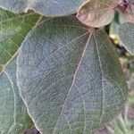 Dombeya ficulnea leaf picture by stéphane lagache (cc-by-sa)