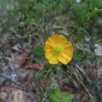 Ranunculus auricomus flower picture by Blasek Peter (cc-by-sa)