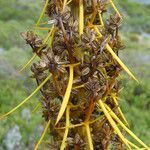 Aciphylla aurea flower picture by arlas (cc-by-sa)