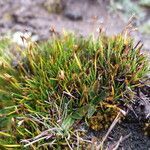 Zameioscirpus muticus habit picture by Fabien Anthelme (cc-by-sa)