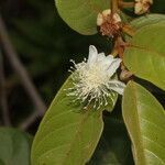 Psidium guineense flower picture by Nelson Zamora Villalobos (cc-by-nc)