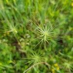 Aegilops geniculata leaf picture by Fred Ethève (cc-by-sa)