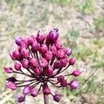 Allium atroviolaceum flower picture by Jean Honoré (cc-by-sa)