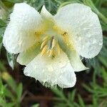 Calochortus apiculatus flower picture by Janine Wood Bokman (cc-by-sa)