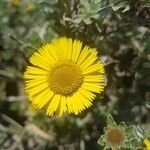 Asteriscus intermedius flower picture by marie lacharme (cc-by-sa)