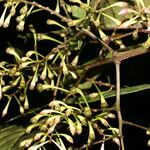 Ardisia auriculata fruit picture by Nelson Zamora Villalobos (cc-by-nc)