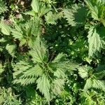 Urtica dioica leaf picture by nederwaard (cc-by-sa)