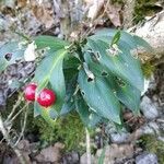 Ruscus hypoglossum fruit picture by Barbaros Yaman (cc-by-sa)