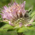 Knautia basaltica flower picture by Sylvain Piry (cc-by-sa)