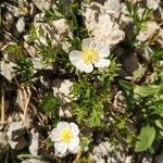 Ranunculus seguieri flower picture by Bernard Magaud (cc-by-sa)