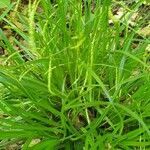 Carex strigosa leaf picture by ursula burgun (cc-by-sa)