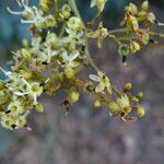 Dialium guineense flower picture by Maarten Vanhove (cc-by-sa)