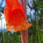 Gladiolus watsonioides flower picture by susan brown (cc-by-sa)