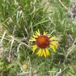 Gaillardia pinnatifida flower picture by Daniel Gonzales (cc-by-sa)