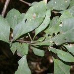 Pisonia macranthocarpa leaf picture by Nelson Zamora Villalobos (cc-by-nc)