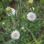 Erigeron bonariensis fruit picture by Makoto Makoto (cc-by-sa)