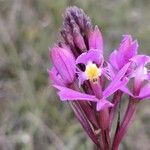 Epidendrum arachnoglossum flower picture by Gabriel OLLIVIER (cc-by-sa)