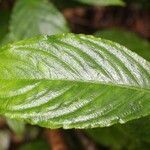 Besleria insolita leaf picture by R. Tournebize (cc-by-sa)