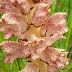 Orobanche rapum-genistae flower picture by Imma Llarden (cc-by-sa)