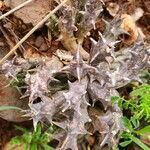 Orbea dummeri leaf picture by susan brown (cc-by-sa)