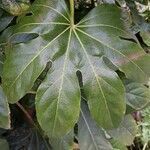 Fatsia japonica leaf picture by Olivier Maman (cc-by-sa)