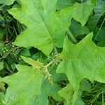 Solanum torvum leaf picture by Sudhanshu Kumar (cc-by-sa)