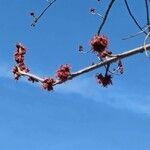 Acer saccharinum flower picture by Renée-Louise Lamontagne (cc-by-sa)